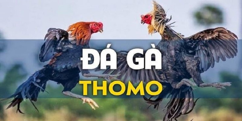 Đá Gà Thomo - Đấu Trường Kịch Tính, Cơ Hội Thắng Lớn