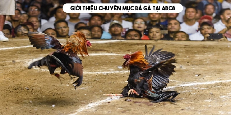 Đá gà ABC8 - trò chơi cá cược kịch tính và hồi hộp 